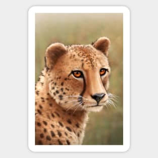 Cheetah Sticker